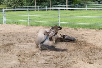 Bild 67 - Pony Akademie Turnier